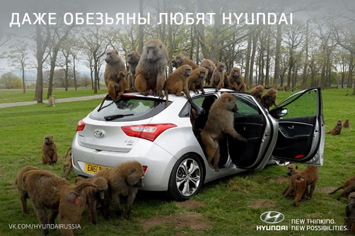 Даже обезьяны любят Hyundai